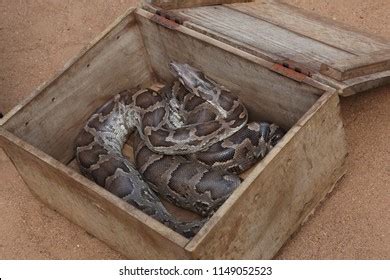 snake in a box video